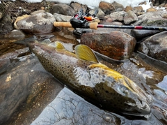 ブラウントラウトの釣果