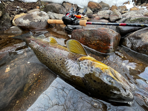 ブラウントラウトの釣果