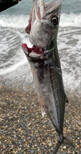 サゴシの釣果