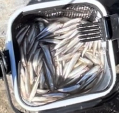 ワカサギの釣果