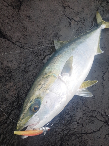 ブリの釣果