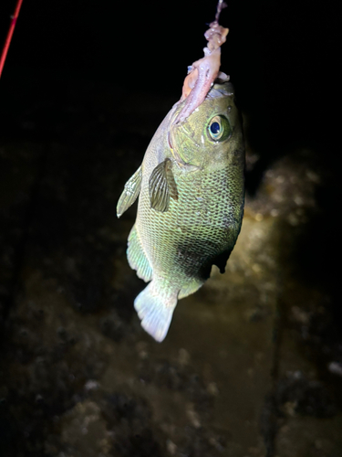 メジナの釣果