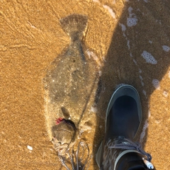 ヒラメの釣果