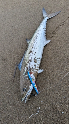 サゴシの釣果