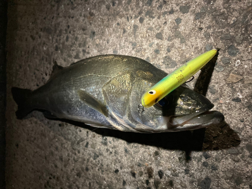 シーバスの釣果