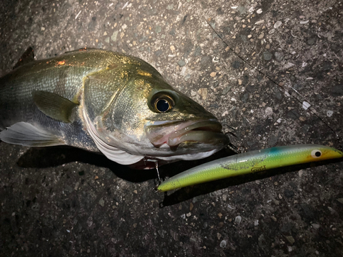 シーバスの釣果