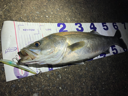 シーバスの釣果