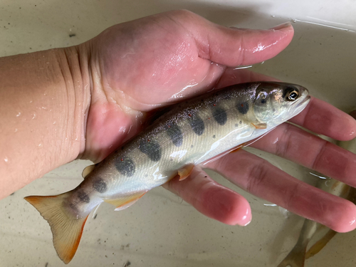 アマゴの釣果