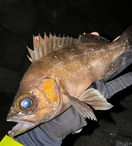 メバルの釣果