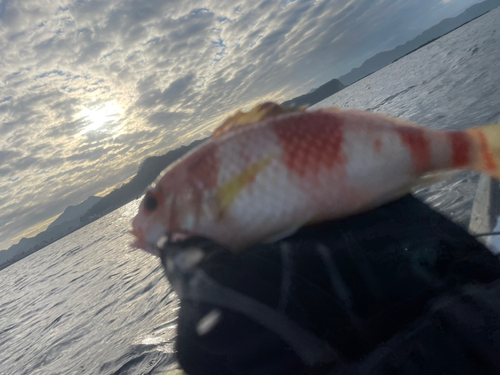 タマガシラの釣果