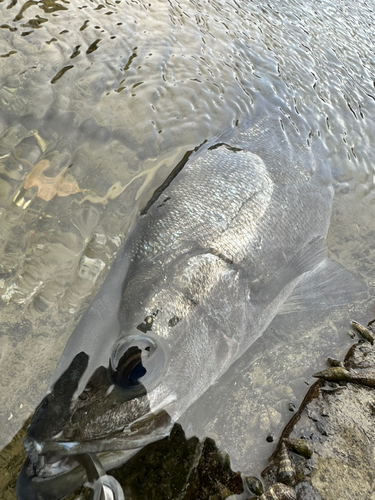 ヒラスズキの釣果