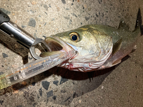 シーバスの釣果