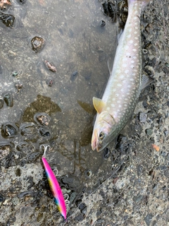 アメマスの釣果