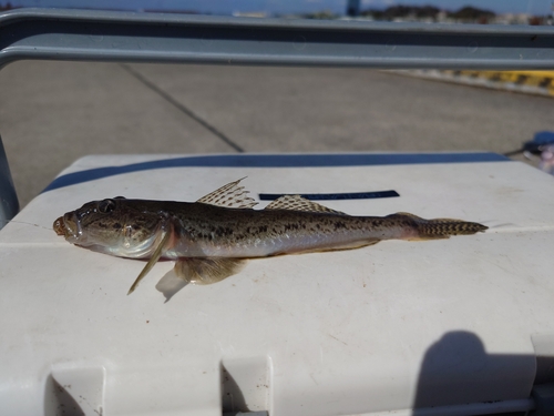 マハゼの釣果