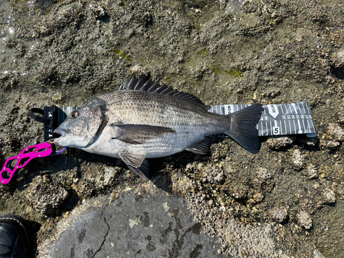 チヌの釣果