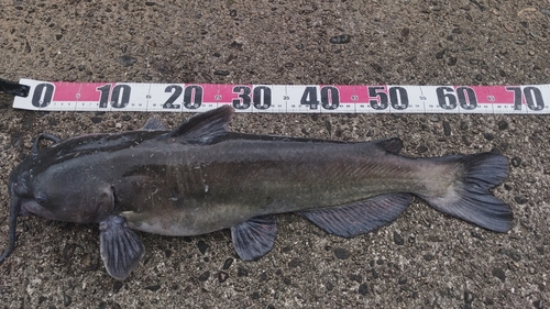 アメリカナマズの釣果