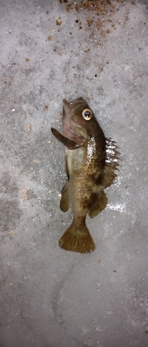 エゾメバルの釣果