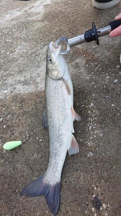 ウグイの釣果