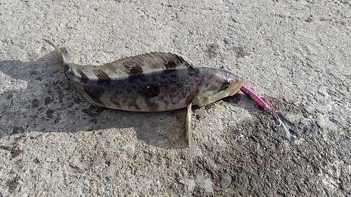 ホッケの釣果