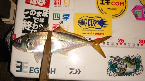 アジの釣果