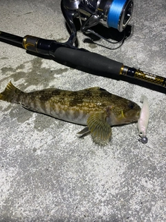 アイナメの釣果