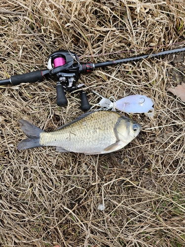 ヘラブナの釣果