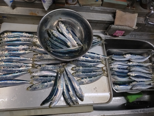 ウルメイワシの釣果