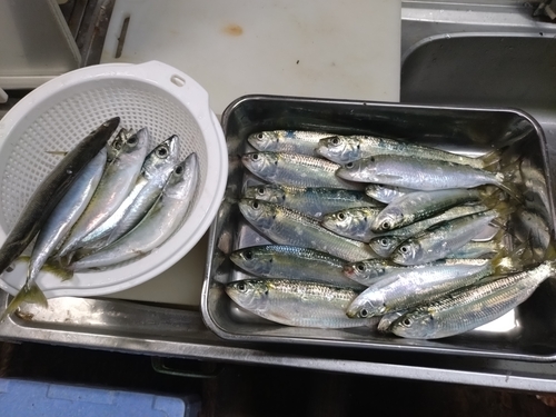 カタボシイワシの釣果