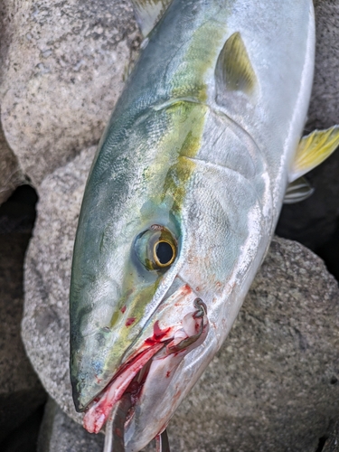 ヤズの釣果