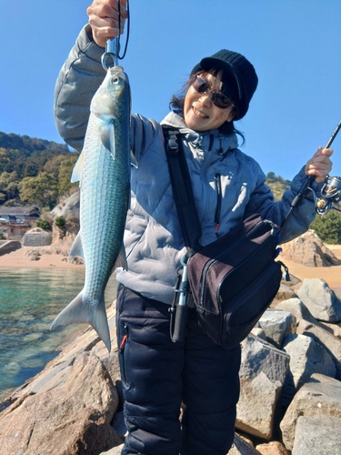 ボラの釣果