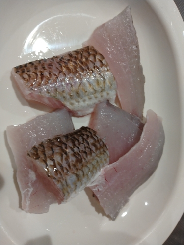 エソの釣果