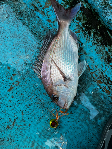 タイの釣果