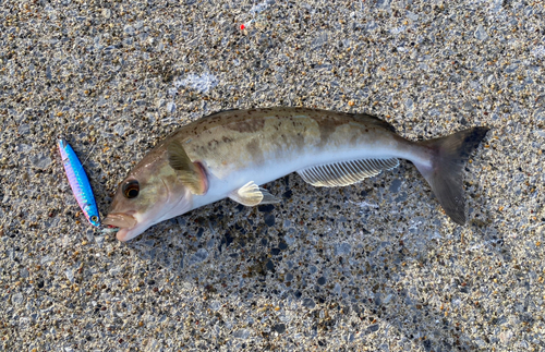 ホッケの釣果