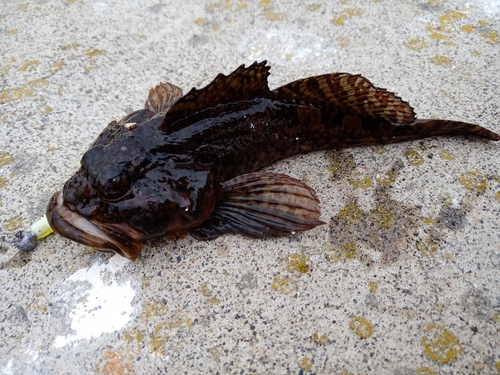 カジカの釣果