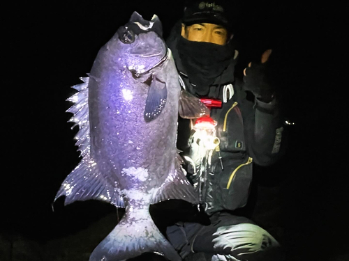 イシダイの釣果