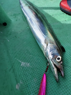 タチウオの釣果