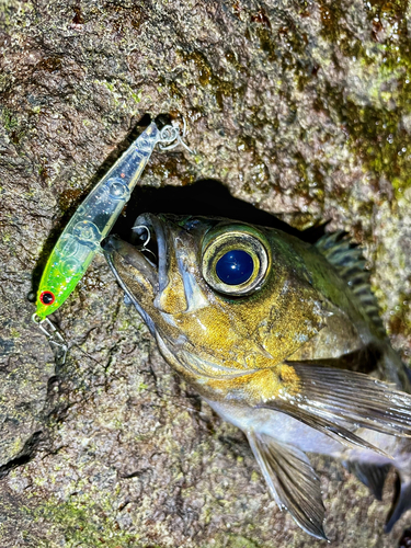 クロメバルの釣果