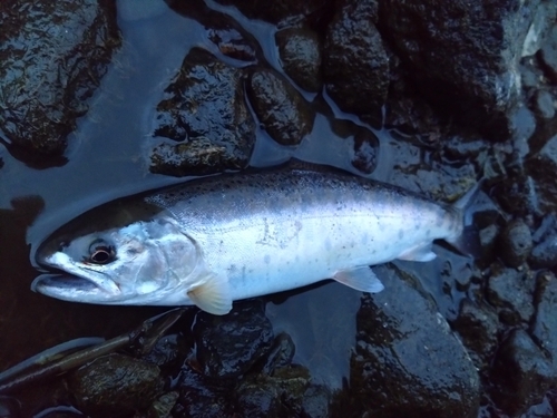 ヤマメの釣果