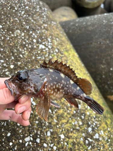 カサゴの釣果