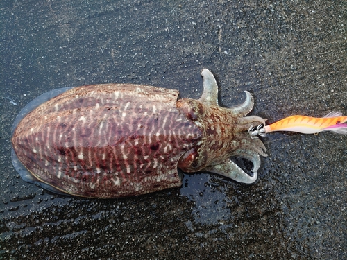 コウイカの釣果