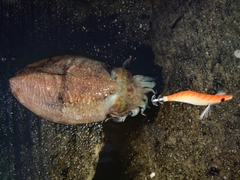 コウイカの釣果