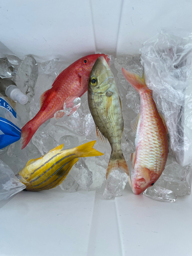 タカサゴヒメジの釣果