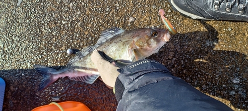 ホッケの釣果