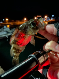 メバルの釣果