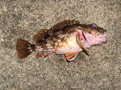 カサゴの釣果