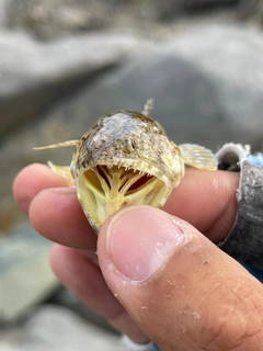 エソの釣果