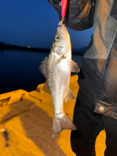 フッコ（マルスズキ）の釣果