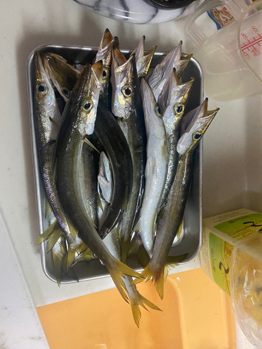 カマスの釣果