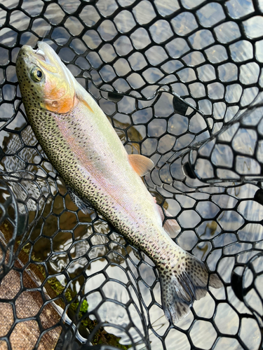 ニジマスの釣果