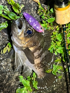 メバルの釣果